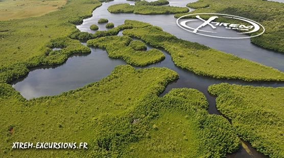 Mangrove de la rivière salée