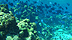 Vignette - Groupe de poissons chrirurgiens bleus